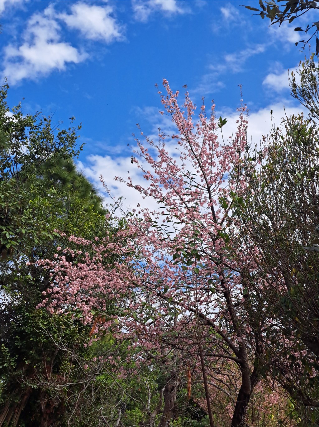 Four Months at Jalna: Reflections from a Krishnamurti Retreat in the&nbsp;Himalayas